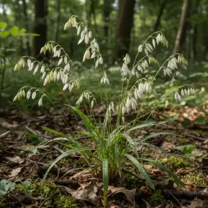 Melica uniflora 'Albida'
