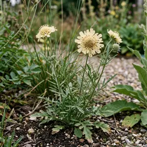 Scabiosa 'Fata Morgana'