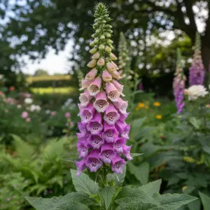 Digitalis purpurea