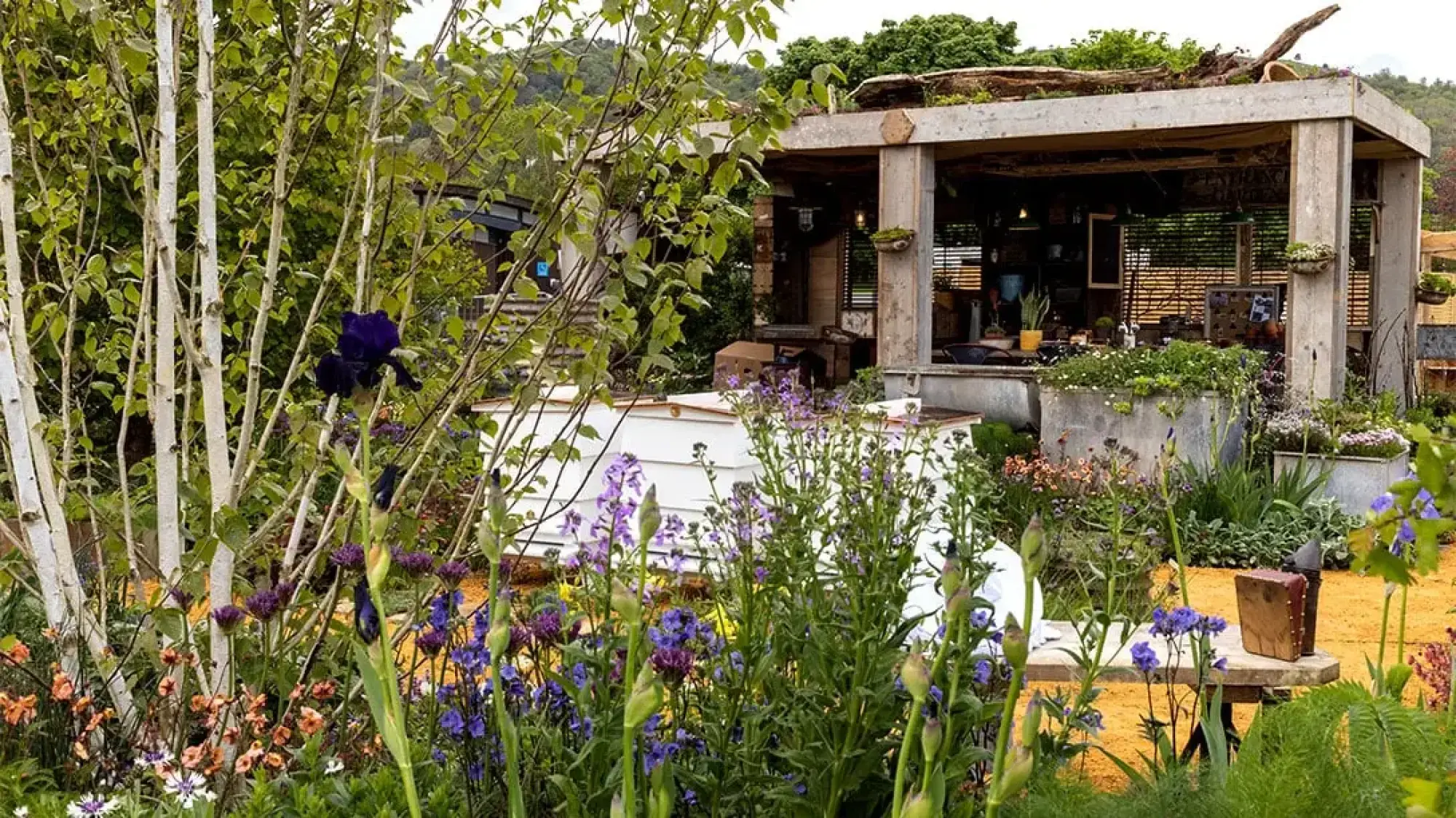 A naturalistic show garden features white beehives, silver birch trees, and purple irises, with an open concrete pavilion topped by a living roof.