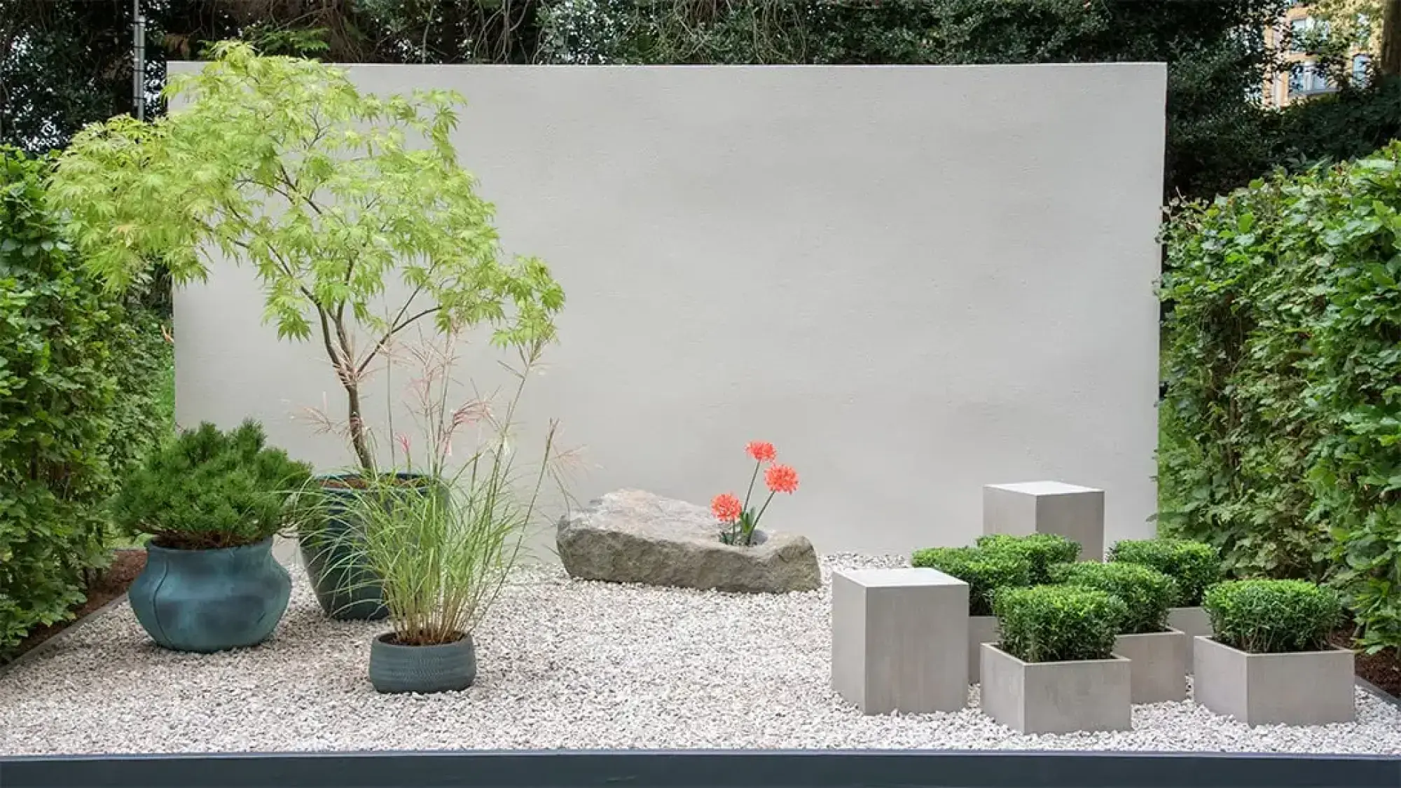 A tranquil container garden with white wall, grey gravel, Japanese maple, grasses, boxwood in cube planters, and orange flowers in stone.