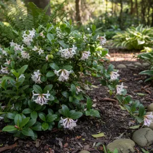 Daphne × transatlantica
