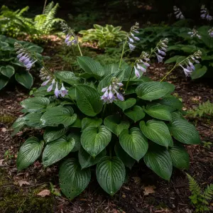 Hosta 'Devon Green'
