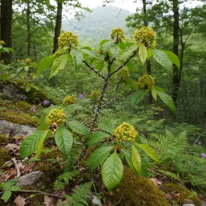 Zanthoxylum simulans