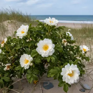 Rosa rugosa 'Alba'