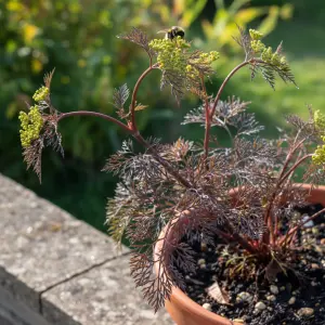 Foeniculum vulgare 'Purpureum'