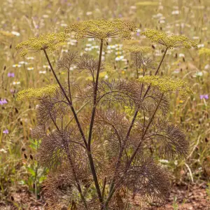 Foeniculum vulgare 'Purpureum'