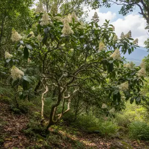 Ligustrum lucidum