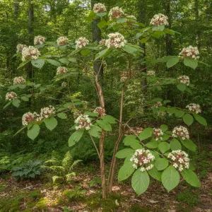 Heptacodium miconioides