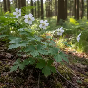 Geranium sylvaticum 'Album'