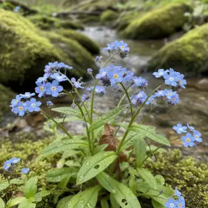 Myosotis