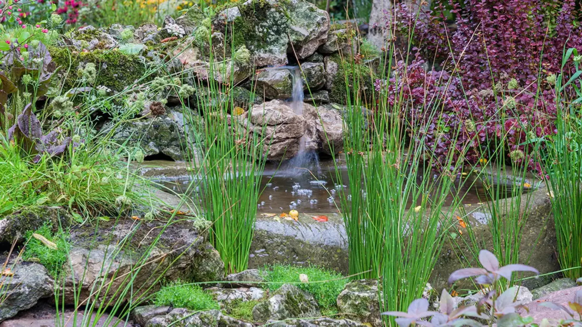 A naturalistic artisan garden features a small waterfall cascading over mossy rocks into a pond, surrounded by tall green rushes and purple-leaved plants.