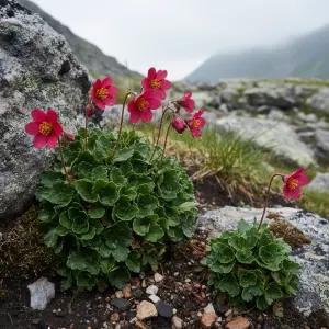 Saxifraga × arendsii