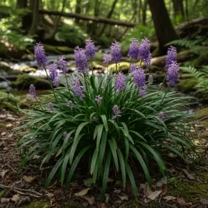 Liriope muscari 'Royal Purple'