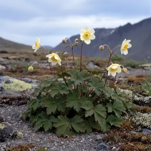 Anemone multifida 'Magellanica'