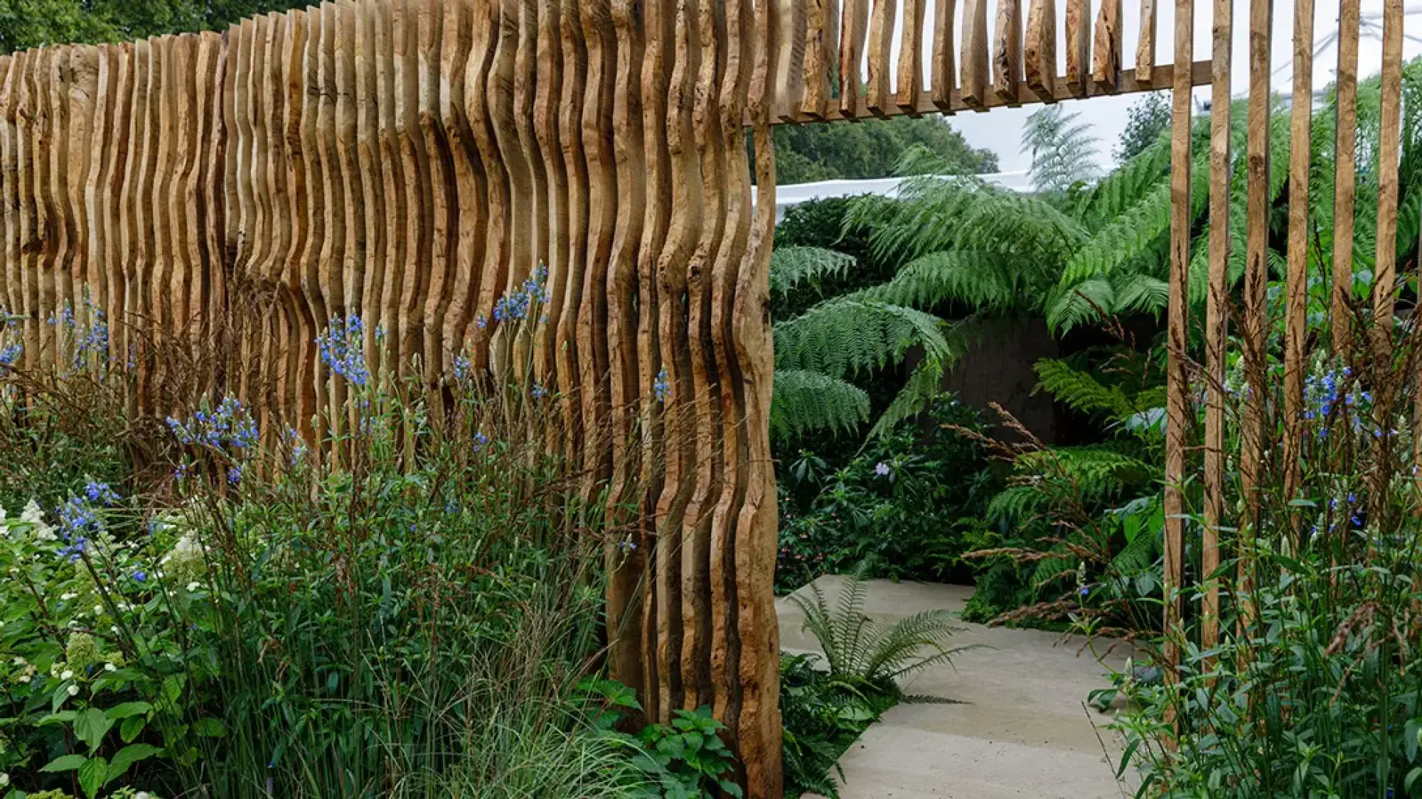 A tranquil sanctuary garden with a wavy timber screen and gateway, leading to a stepping stone path bordered by lush green tree ferns and blue flowers.