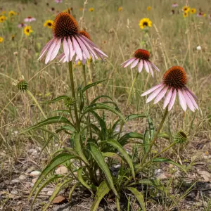 Echinacea pallida