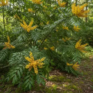 Mahonia x media 'Charity'