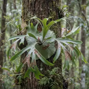 Platycerium bifurcatum