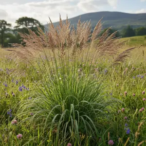Calamagrostis x acutiflora 'Glenorchy Fireworks'