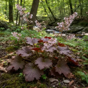Heuchera 'Red Sea'