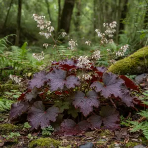 Heuchera 'Mulberry'