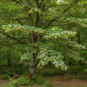 Tilia × europaea