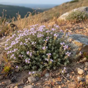 Thymus pseudolanuginosus