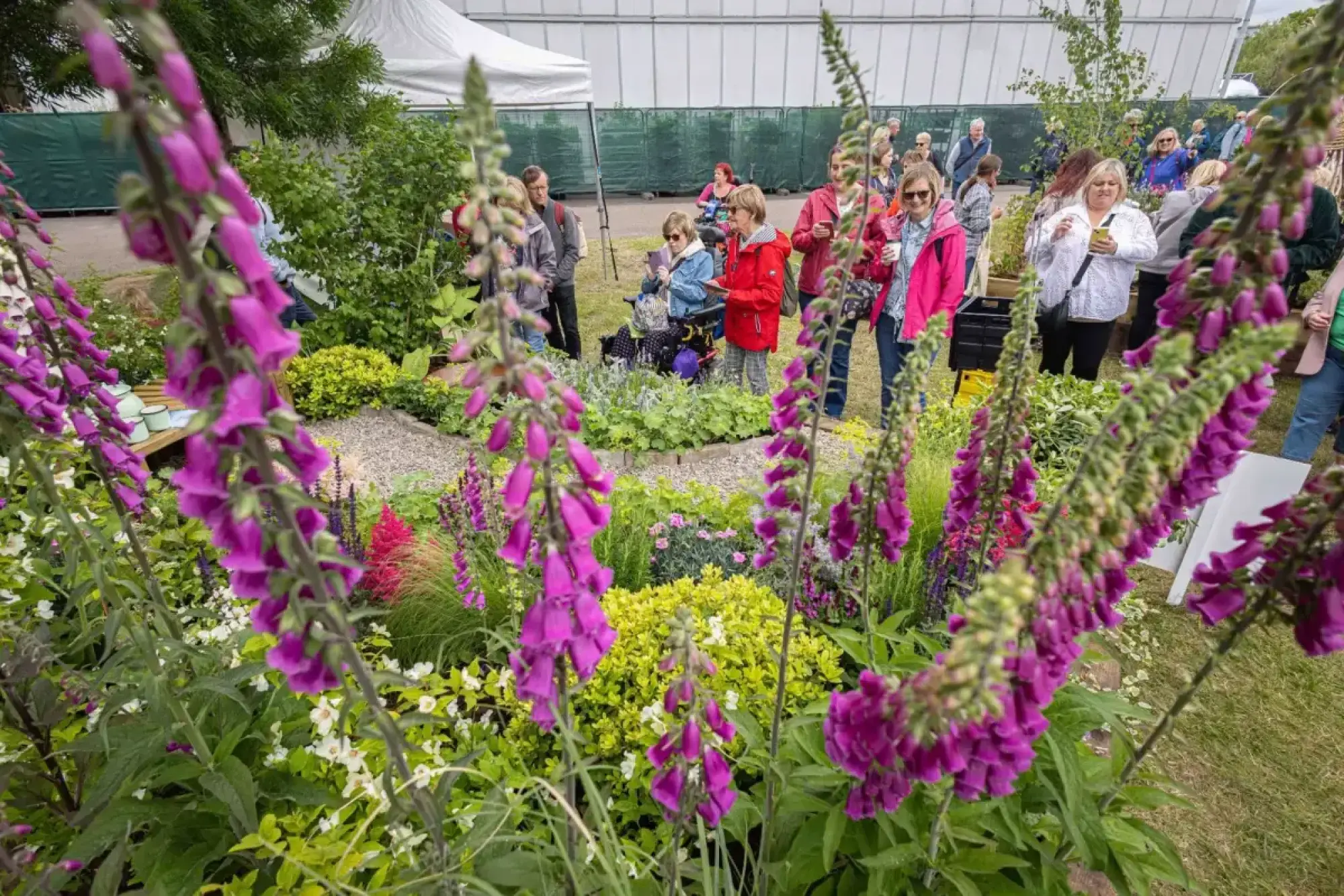 A vibrant beautiful border garden featuring tall purple foxgloves framing a winding gravel path, surrounded by lush green shrubs and white flowers.