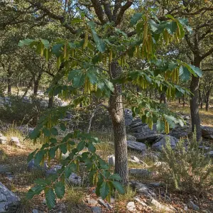 Ostrya carpinifolia