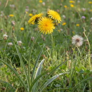 Tragopogon pratensis