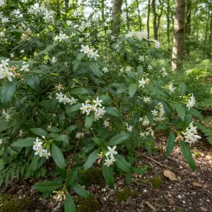 Choisya ternata 'Greenfingers'
