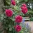 Rosa 'Gertrude Jekyll'