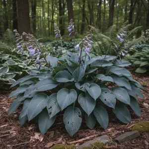 Hosta 'Halcyon'