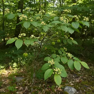 Euonymus sieboldianus