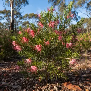 Grevillea rosmarinifolia