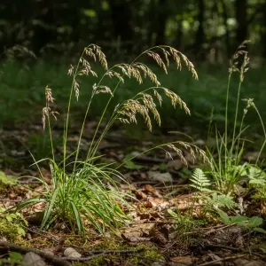 Melica nutans