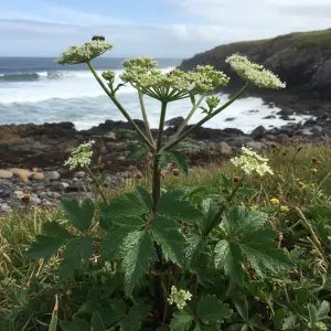 Ligusticum scoticum