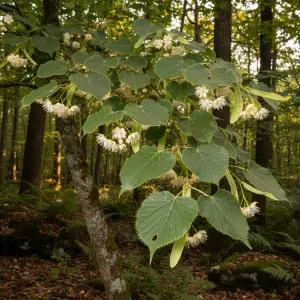 Tilia henryana