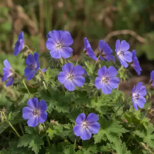 Geranium 'Bill Wallis'