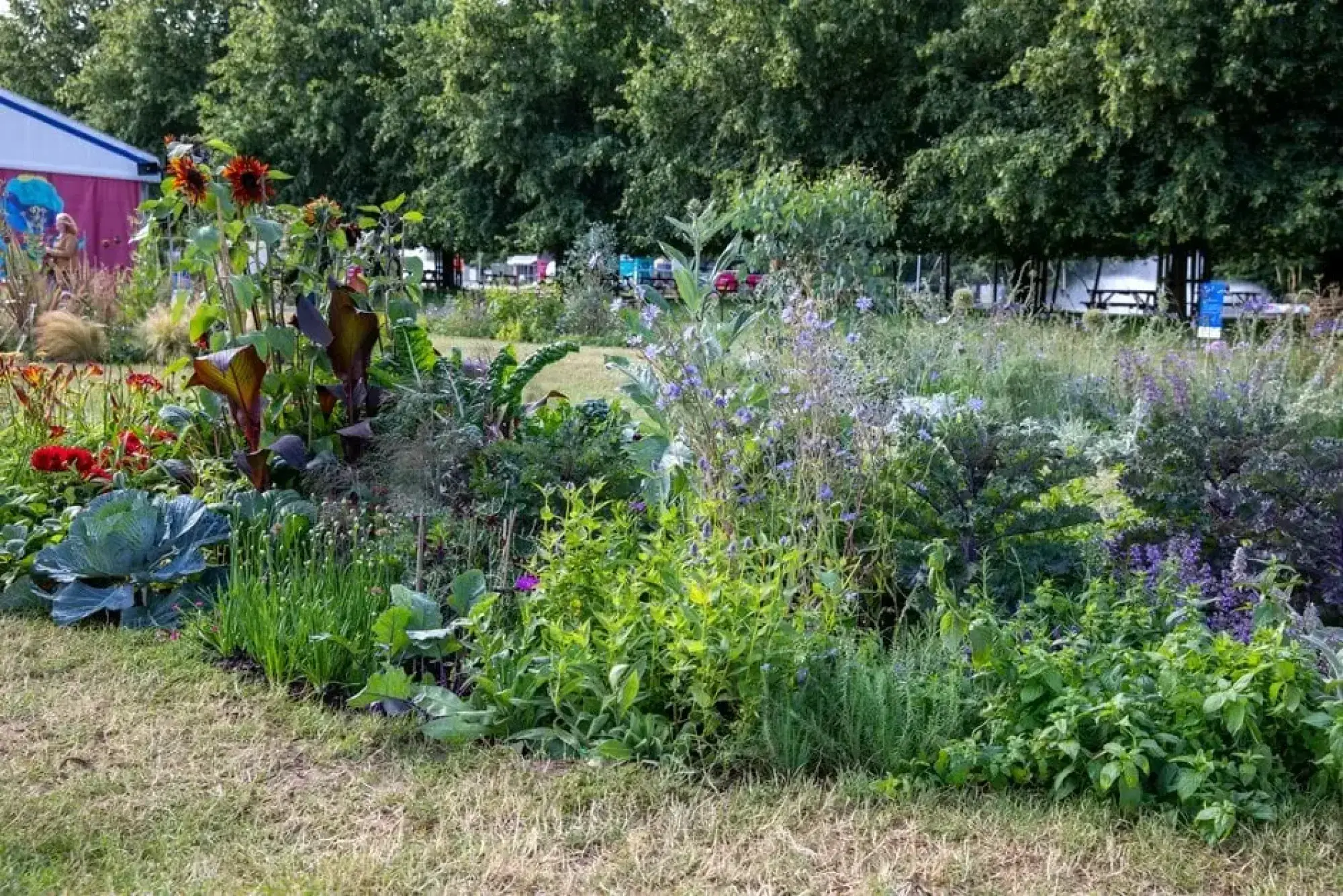 A vibrant, informal pocket garden filled with dark red sunflowers, large green and purple leaves, cabbage, chives, and various herbs and flowering plants.