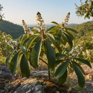 Eriobotrya japonica