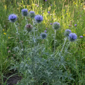 Cirsium rivulare 'Trevors Blue'