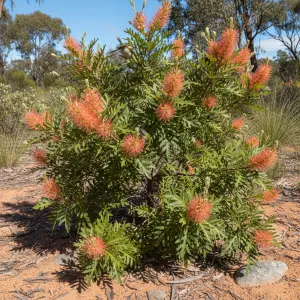 Grevillea 'Jean O'Neill'