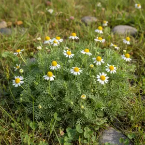 Anthemis nobilis