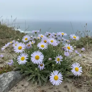 Erigeron 'Sea Breeze'