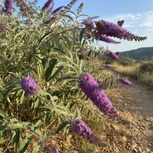 Buddleja