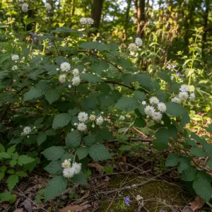 Rubus ulmifolius 'Bellidiflorus'