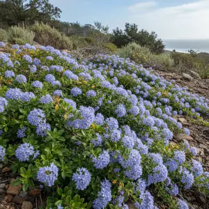 Ceanothus thyrsiflorus 'Repens'
