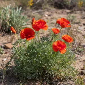 Eschscholzia californica 'Red Chief'